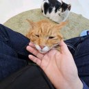캠핑 고양이 네이버블로그