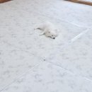 개스트룸 이미지