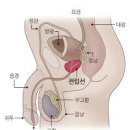 전립선 역할과 비대증 원인 증상 좋은 음식 이미지