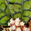 행복한집사 이미지