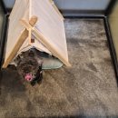 동물보육원 김포지부 이미지