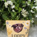 루피펫살롱 이미지