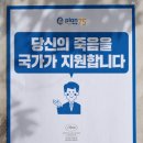 도그플랜 이미지