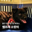 소망애견 | 울산 유기견 보호소 쌤프레 소망이를 소개합니다