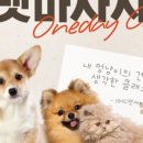 HMC펫케어 이미지