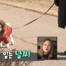 개의온도 이미지