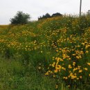 경안천 초부리 이미지