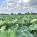 시흥 연꽃테마파크 24년 7월 방문 연꽃피는시기 안내