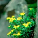 시나브로 이미지