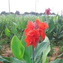 춘식농장 이미지