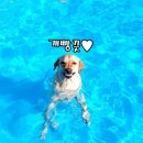 도그마실 이미지