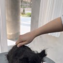 퍼피팸퍼 이미지