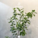 오렌지트리인테리어 이미지