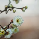 안산 식물원 이미지