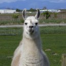 라마LAMA