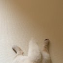 소울펫 | 강아지관절영양제 찾는다면? 마이소울펫 슬개골 케어 솔직 후기