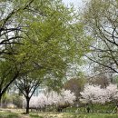 광명동 158-193 앞 | 더 레이스 서울 2026 하프 마라톤 후기