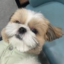 예스펫살롱 이미지