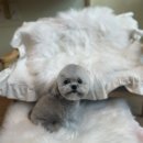 강아지는 미용빨 이미지