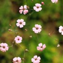 용수골꽃양귀비축제 이미지