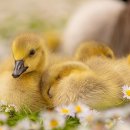 방배명가 이미지