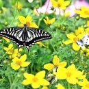 함평5일시장 | 전남 함평 가볼만한 곳, 10선 ~ 추천 여행지, 인기 관광지, 맛집, 특산물 소개 🌼