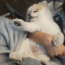 대구수성동물약국 | 대구 수성구 동물약국 넥스가드 스펙트라 구매 후기