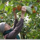 정옥농장 이미지