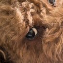 도그트리 이미지