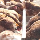 청오농장 이미지