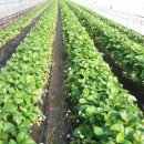 석교농장 이미지