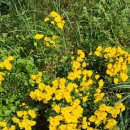 야생화단지 이미지