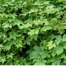 배암농장 이미지