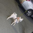 초롱이 애견 미용샵 이미지