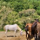 강릉목장 이미지