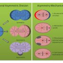 루게릭 병 발생 기전 - autophagy and/or mitophagy 이미지