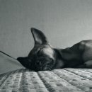 잭밥(JACKBAB) 이미지