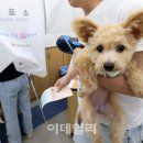 멍멍이네 이데일리