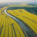 [생태체험] 대저생태공원 - 4월 6일(토) 오전 | 부산 대저생태공원 유채꽃 명소