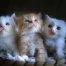 사송 동물 메디컬센터 이미지