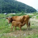 대사로(길안면) 이미지