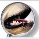 강아지의 치아관리법 이미지