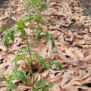 대안농장 이미지