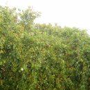 팔공산 하늘정원 이미지