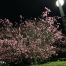 요즘 산 15가지 물건들 (나이키, H&M,러쉬,빛다,모아올,다이소,이니스프리,이케아등등)