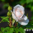 시편에 나오는 셀라의 뜻은? 이미지