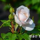 모리아.모리아 산.아라우나의 타작마당.시온.시온 산.다윗 성. 이미지