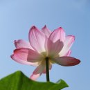 케익맘마 네이버블로그