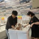 강아지풀 애견 이미지