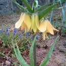 앵두나무우물가에 이미지